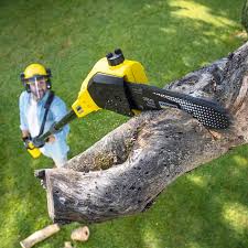 Best Tree Risk Assessment  in Avondale, AZ