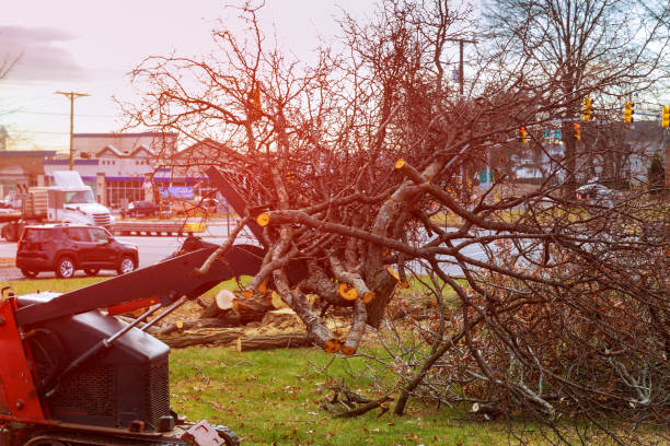 How Our Tree Care Process Works  in  Avondale, AZ