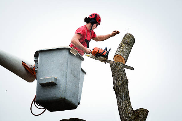 Best Storm Damage Tree Cleanup  in Avondale, AZ