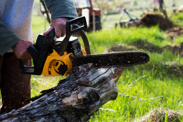 Best Arborist Consultation Services  in Avondale, AZ