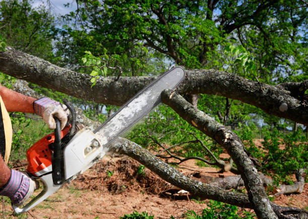 Trusted Avondale, AZ Tree Care Experts