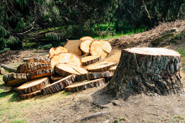 Best Tree Removal  in Avondale, AZ